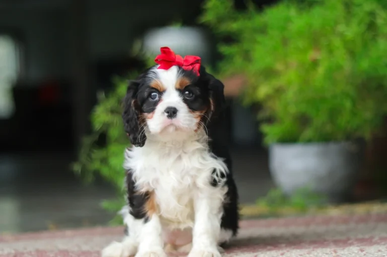 Sitting Tri colored Cavalier puppy with red ribbon
