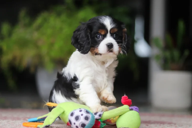 Tri colored Cavalier puppy enjoying its toys