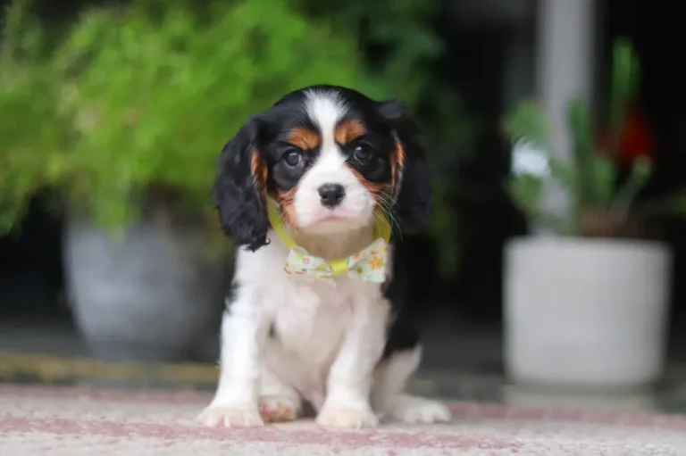Sitting Cavalier puppy with a yellow ribbon
