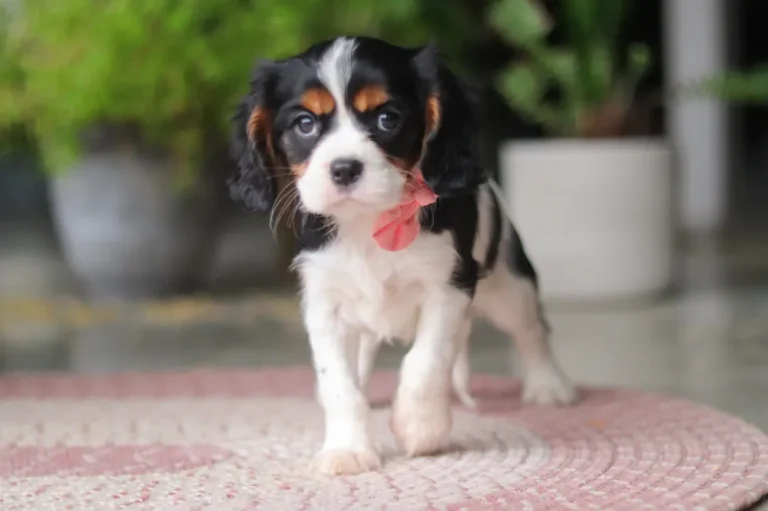 Tri Colored Cavalier puppy with pink ribbon on the neck