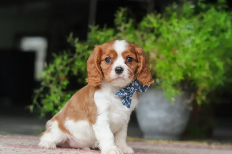 Blenheim Cavalier sitting by some greenery