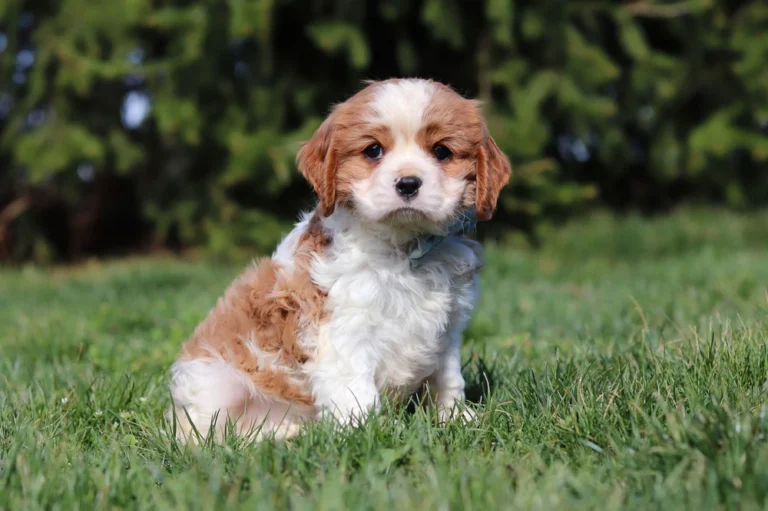 Cute Blenheim Cavalier sitting for a pose