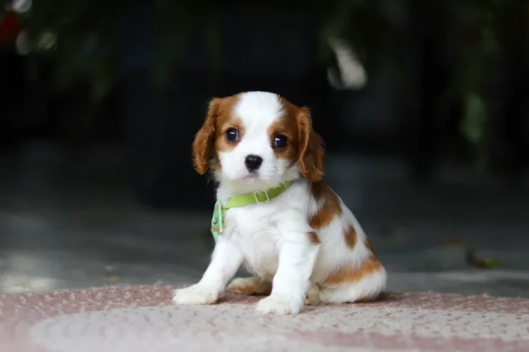 Blenheim Cavalier puppy posing