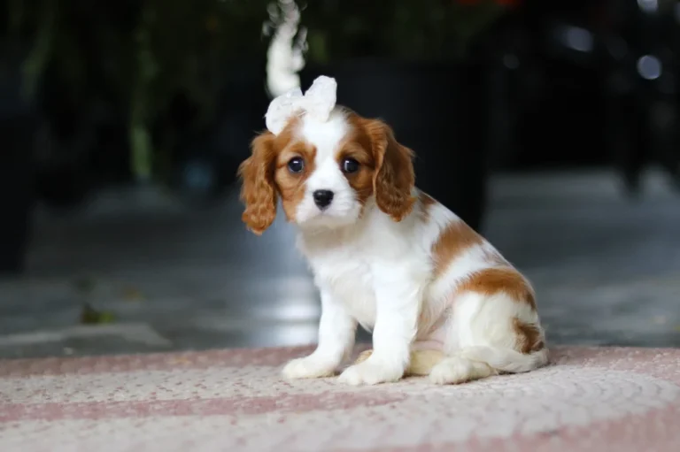 Blenheim Cavalier puppy posing with a human for a picture