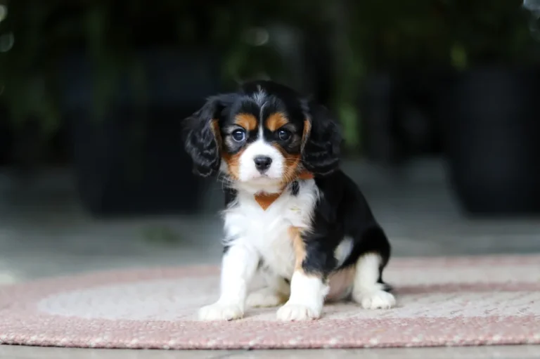 Adorable Tri colored Cavalier puppy posing