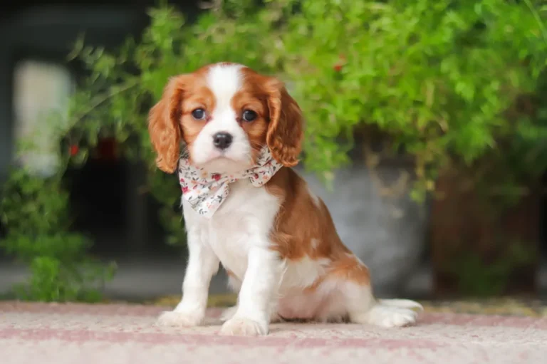 Blenheim Cavalier puppy sitting by some green plants