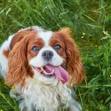 A Blenheim colored Cavalier male.