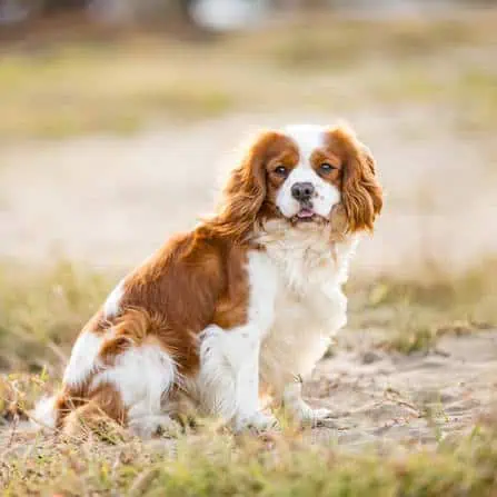 A Blenheim colored Cavalier female.