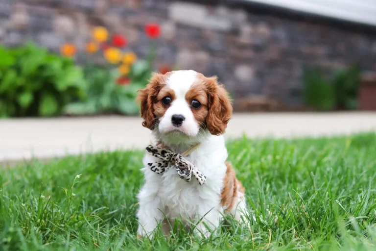 Adorable Blenheim Cavalier puppy sitting in a lawn