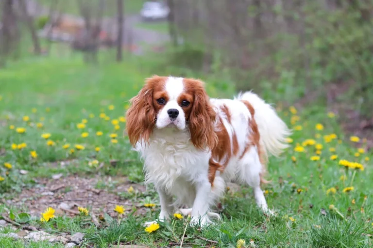 A Blenheim colored Cavalier female.