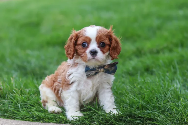 Adorable Blenheim Cavalier puppy posing for a picture