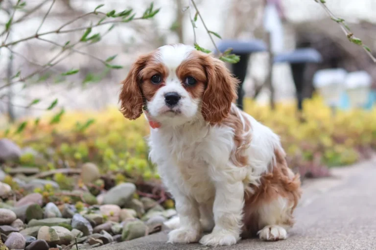 Adorable Blenheim Cavalier puppy posing for a picture with a bowtie