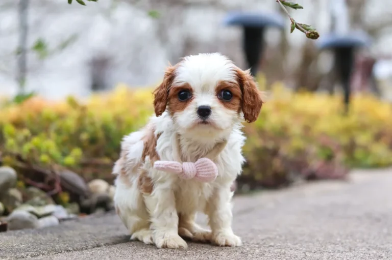 Blenheim Cavalier puppy posing for a picture