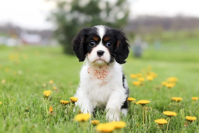 Adorable Tri colored Cavalier puppy posing