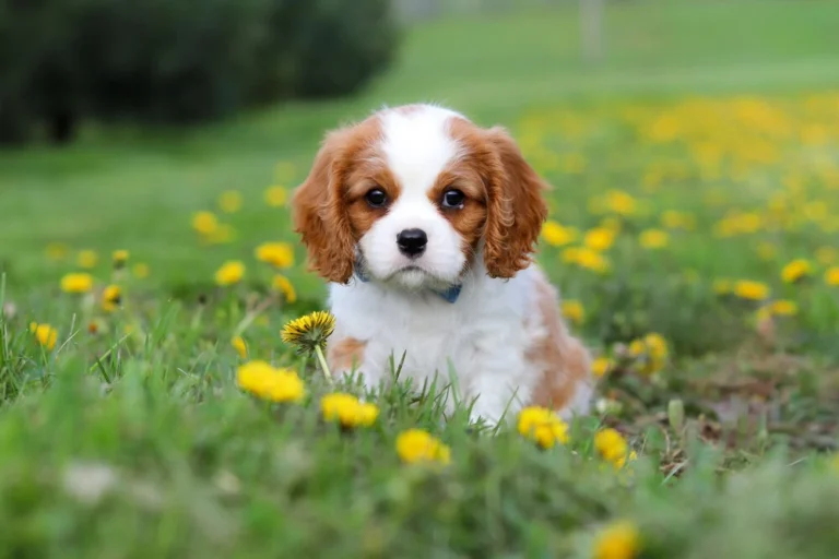 Blenheim Cavalier puppy posing in dandelions