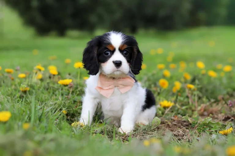 Adorable Tri colored Cavalier puppy posing among dandelions