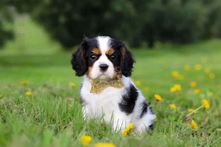 Adorable Tri colored Cavalier puppy posing