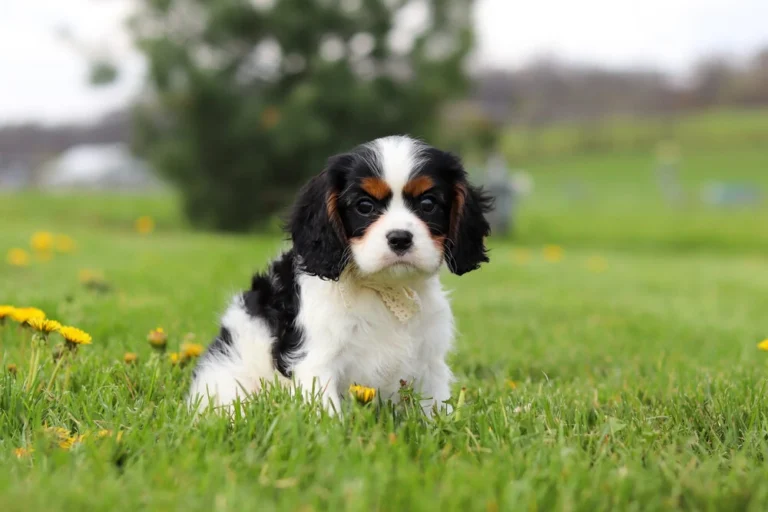 Adorable Tri colored Cavalier puppy sitting in a lawn
