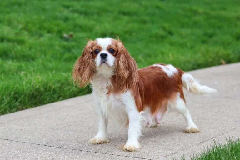 A Blenheim colored Cavalier female.