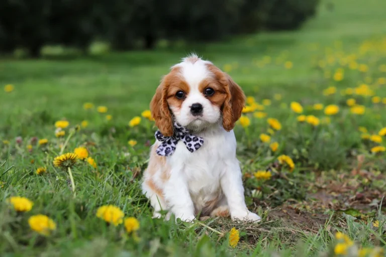 A cute Blenheim Cavalier puppy sitting in dandelions
