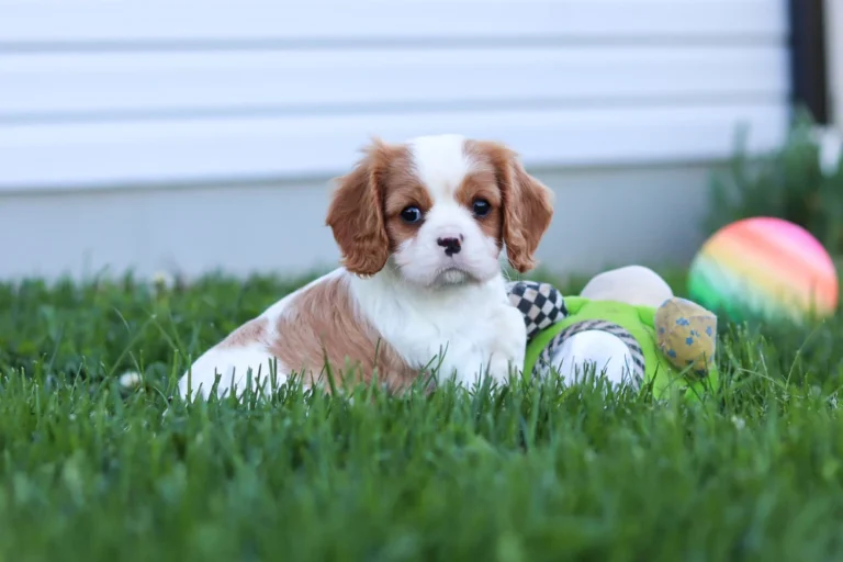 Adorable Blenheim Cavalier puppy posing in a lawn with a toy