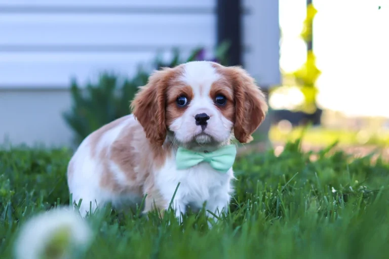A cute Blenheim Cavalier puppy posing in a lawn