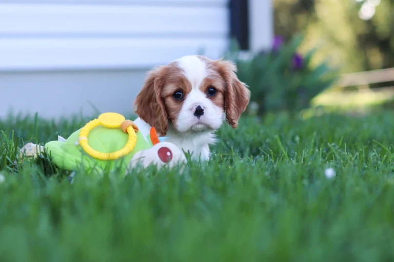 A Blenheim Cavalier puppy posing in a lawn with a toy