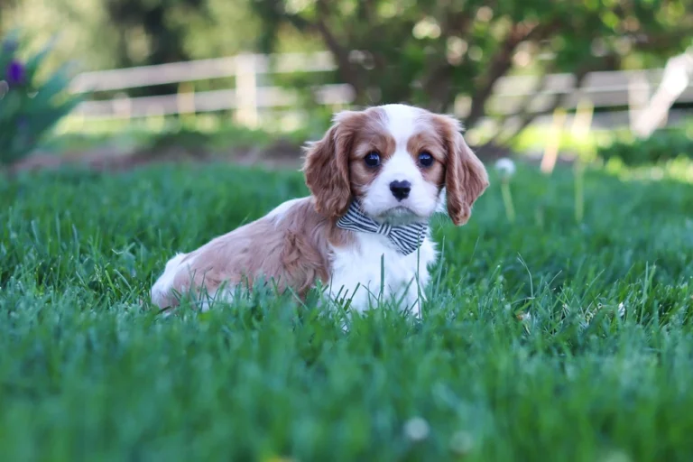 A cute Blenheim Cavalier puppy posing in a lawn with a checkered bow