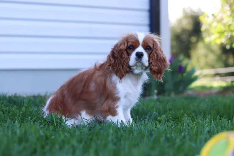 A Blenheim colored Cavalier female in the lawn.