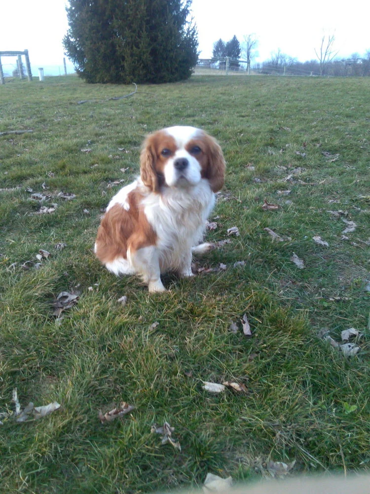 A Blenheim colored Cavalier male.