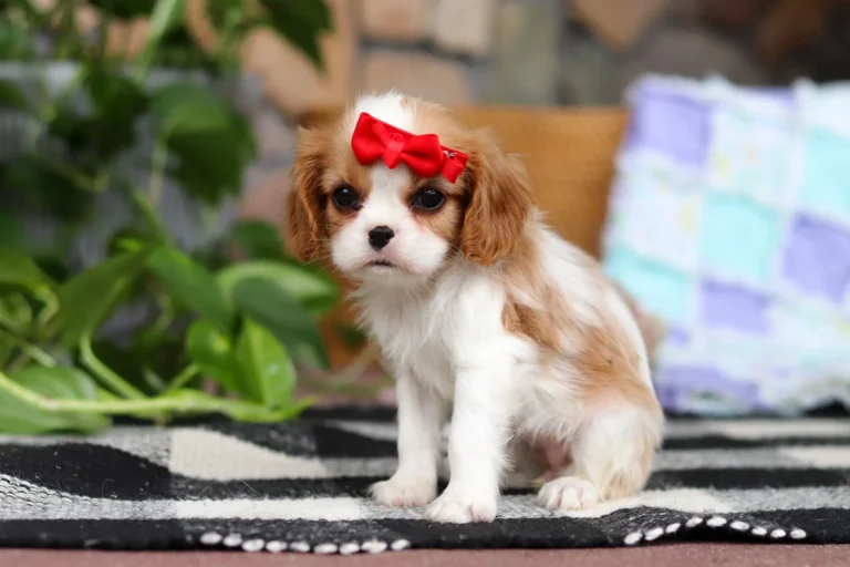 Adorable Blenheim Cavalier puppy posing with a red bow