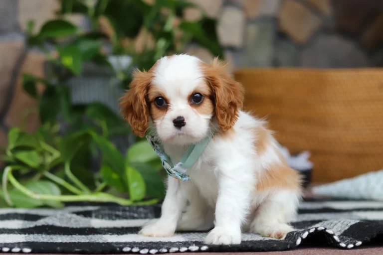 A cute Blenheim Cavalier puppy posing