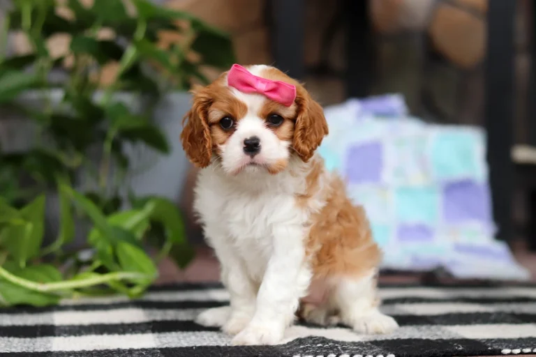 Adorable Blenheim Cavalier puppy posing