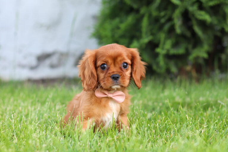 A ruby colored Cavalier puppy sitting with a pink bow.