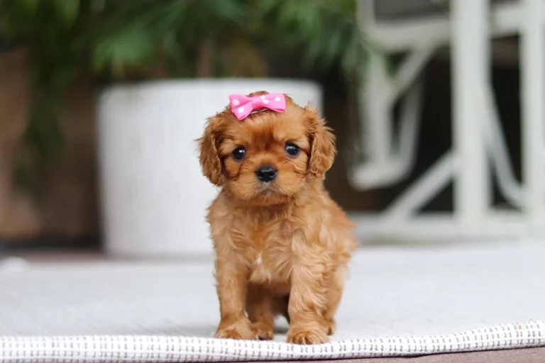 A ruby colored Cavalier puppy posing