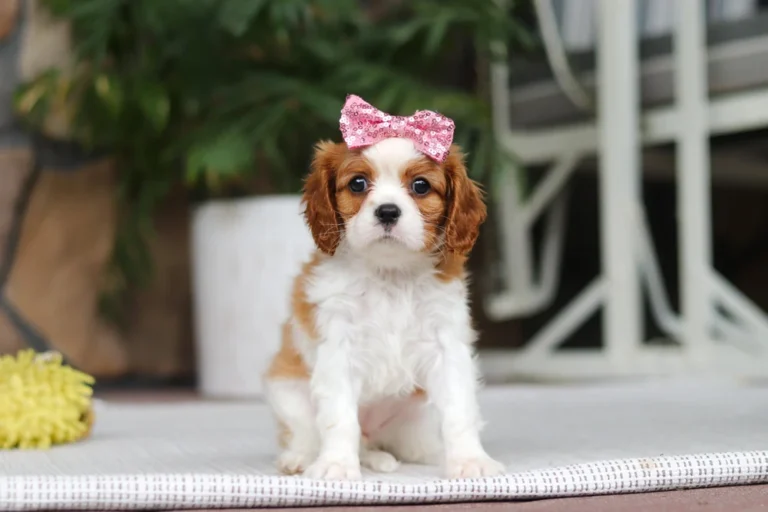 A cute Blenheim Cavalier puppy sitting with a bow