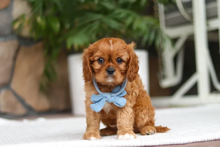 A ruby colored Cavalier puppy sitting with a blue bow.