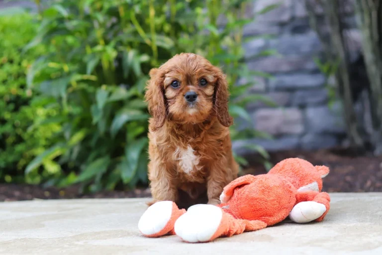A ruby colored Cavalier puppy posing with a toy