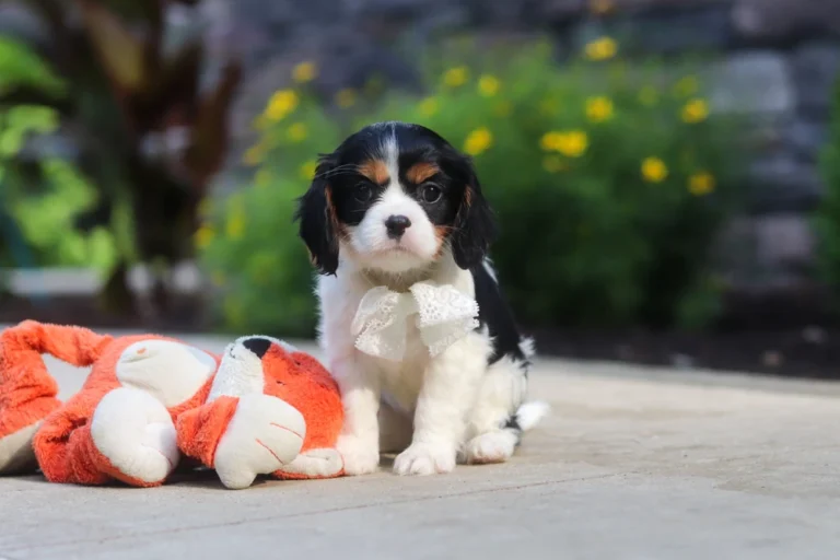A cute Tri-colored cavalier puppy with a toy