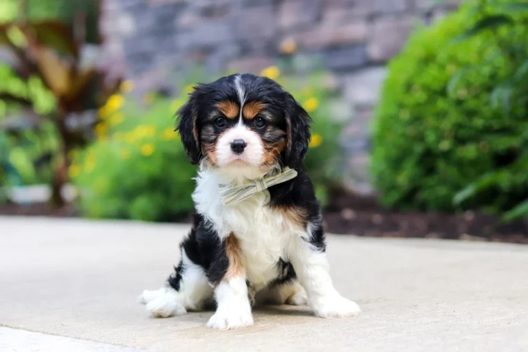Tri-colored cavalier puppy posing on a sidewalk