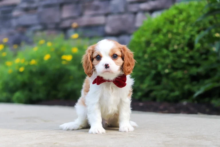 Cute Blenheim Cavalier puppy posing with a bow