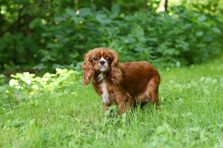 A Blenheim colored Cavalier female posing in grass.