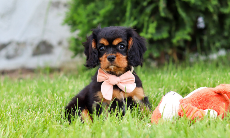 Black and tan cavalier puppy