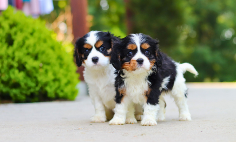 Two cavalier puppies posing together