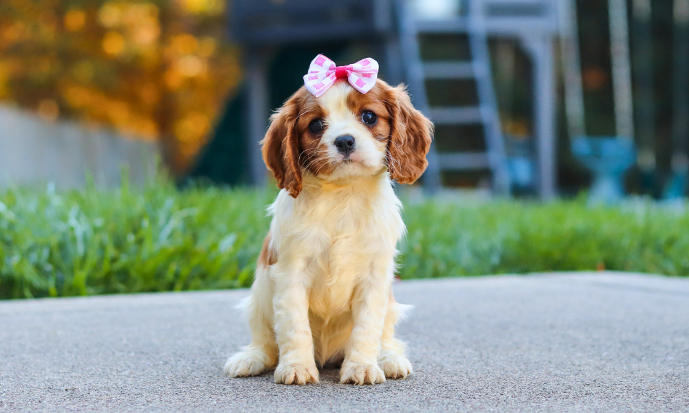 Cavalier puppy posing with a pink bow