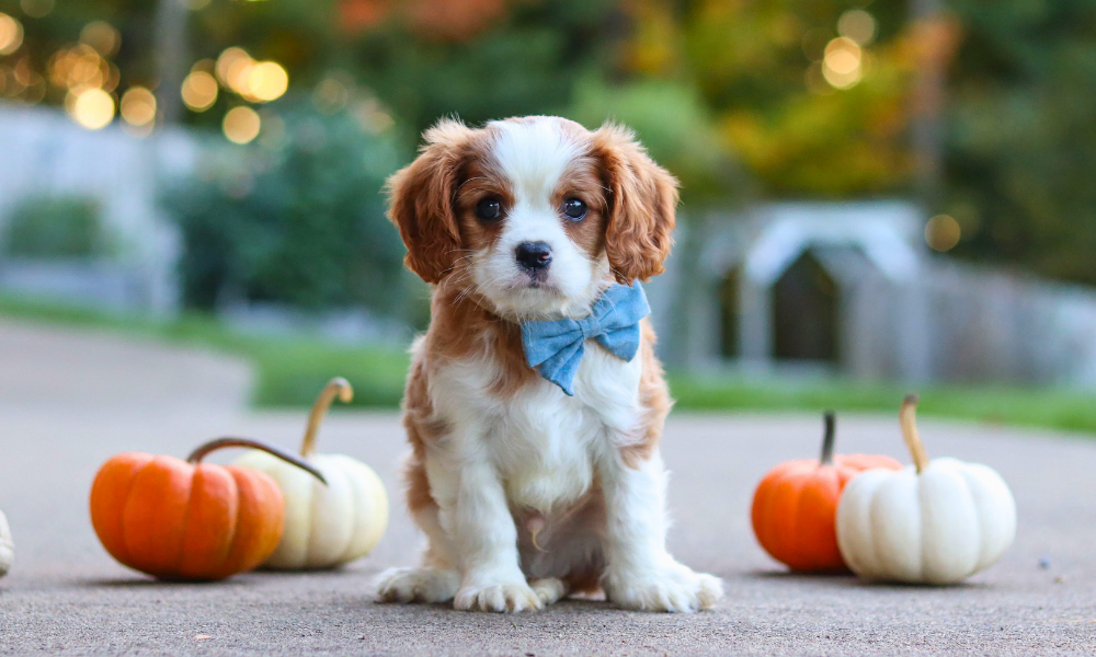 A cavalier puppy posing with pumpkins