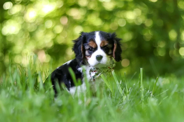 Adorable Tri colored Cavalier puppy sitting in grass