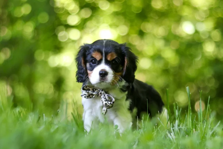 Adorable Tri colored Cavalier puppy posing in grass