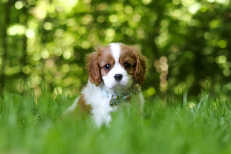 Adorable Blenheim Cavalier puppy posing in grass
