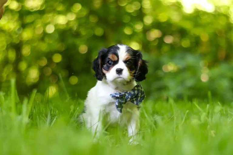 Adorable Tri colored Cavalier puppy sitting in grass